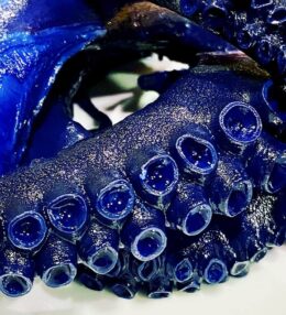 Pulpo Azul